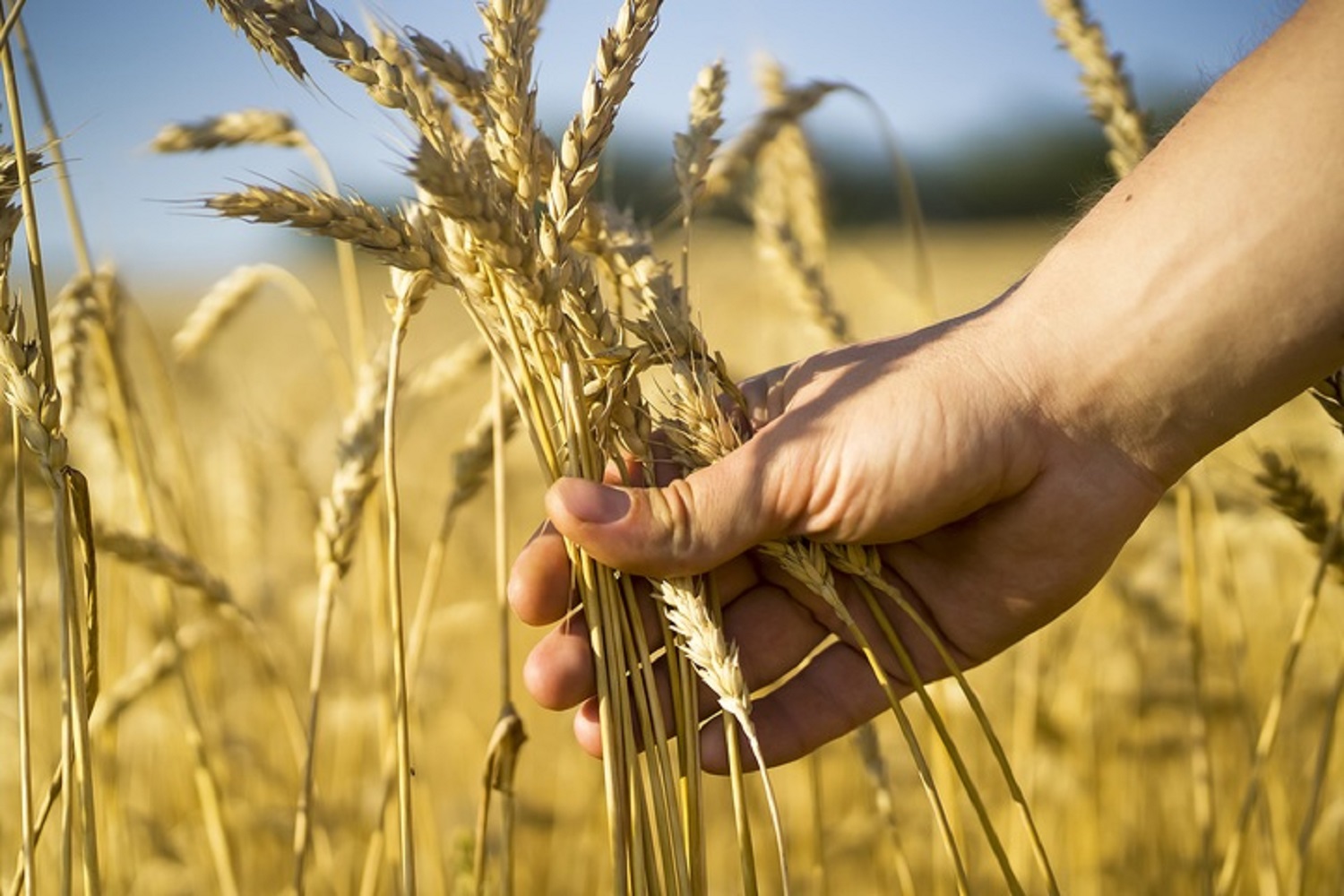 2032, Grain Farming Market Future, Size, Research 2024-2032